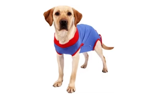 4305342 Blue Recovery Suit For Dogs